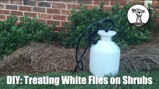 DIY Treating Whiteflies on Gardenias Tomatoes Shrubs and Bushes [upl. by Einitsed]