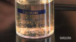 How to Care for Daphnia [upl. by Odlabu]