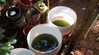 How to grow Green Water Algae [upl. by Lewellen381]