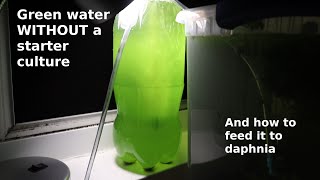 Green Water WITHOUT a Starter Culture  From Scratch  How To [upl. by Aneahs489]