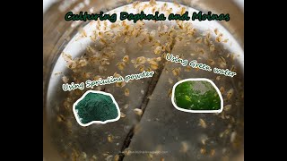 How To Culture Daphnia and Moinas using Green Water Spirulina powder [upl. by Carrick495]