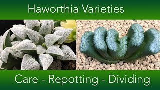 Haworthia Collection  Repotting Dividing and Care [upl. by Aicenek625]