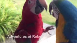 Macaws Screaming [upl. by Trudy247]