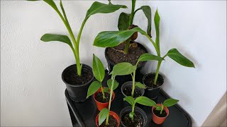 Growing Banana Plants From Seed Results With Time Lapse [upl. by Savinirs]