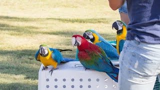 Free Flight Macaws [upl. by Tingley]