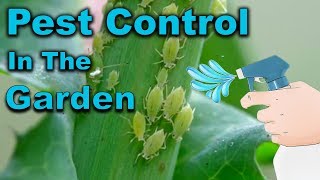 The Simple Trick to Eliminate Aphids and Whiteflies Overnight [upl. by Redna]