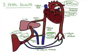 Understanding Fetal Circulation [upl. by Kahn]