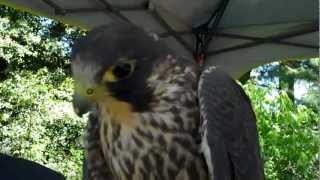 Peregrine Falcon Makes Sounds [upl. by Nawaj]