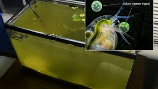 Raising Daphnia for the Freshwater Aquarium [upl. by Eki]