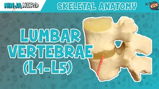 Lumbar Vertebrae L1L5 Anatomy [upl. by Dempstor]