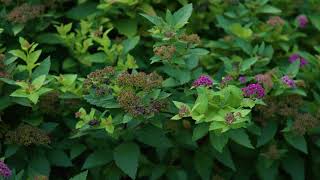 Spiraea japonica  Japanese Spirea [upl. by Bergren837]