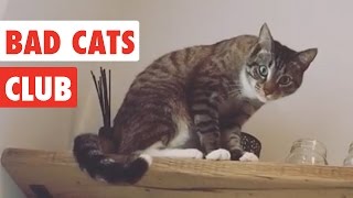 Bad Cats Club  Funny Cat Video Compilation 2020 [upl. by Atinna557]