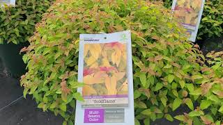 Spiraea Goldflame Japanese Spirea  INTENSE Golden Foliage with Red Tips amp Bright Pink Flowers [upl. by Juli870]