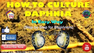 HOW TO CULTURE DAPHNIA In Easy Way [upl. by Othe]