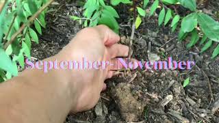 🌿🌱Easiest way to propagate bridal spirea sepnov propagating gardening [upl. by Weight955]