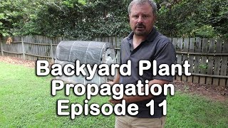 Backyard Plant Propagation Episode 11 How to Root Gardenias Spirea and Privet [upl. by Zullo]