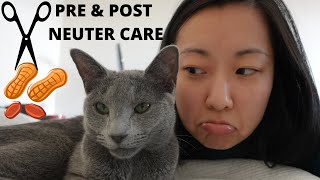 Cat Neutering Our experience and Practical Care Tips [upl. by Lipcombe]